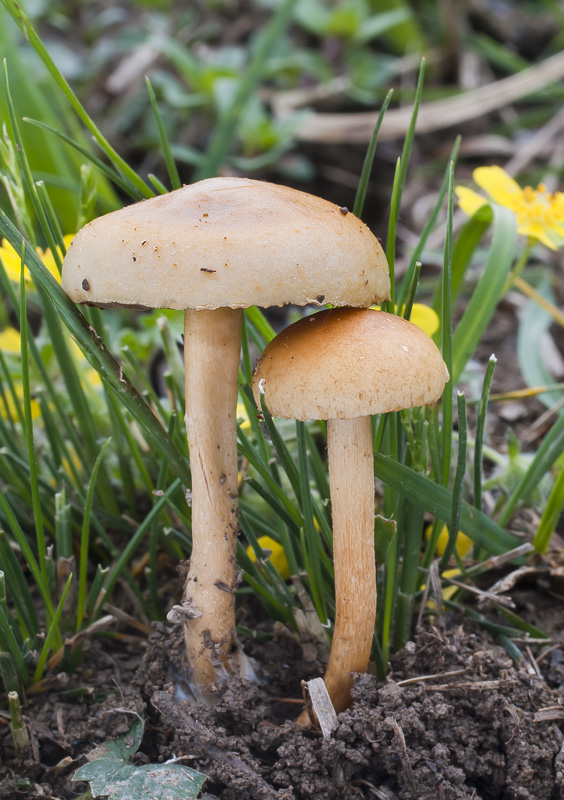 Agrocybe pediades